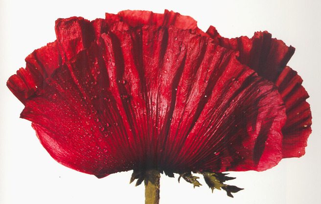 ������ �����