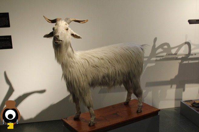 Pringle: 200 ��� ������